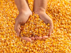 South Korea’s NOFI picks up 132k mt of corn for April arrival